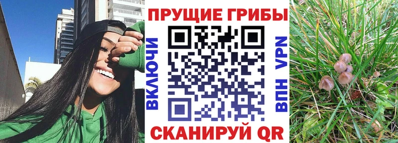 Галлюциногенные грибы Psilocybe  Тихорецк 